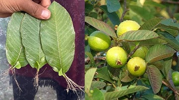 How To Grow Guava Trees From Guava Leaves || Propagate Guava Tree From Leaves At Home