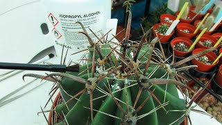 VLOG - Removing Mealy Bug from Barrel Cactus - Ferocactus