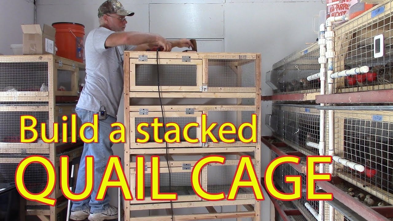 Best Of The Best Info About How To Build A Quail Cage - Feeloperation
