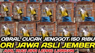 CUCAK JENGGOT JAWA 150 RIBU ORI KIRIMAN JEMBER ! UPDATE HARGA CUCAK JENGGOT JAWA DIKIOS PB PRAMUKA