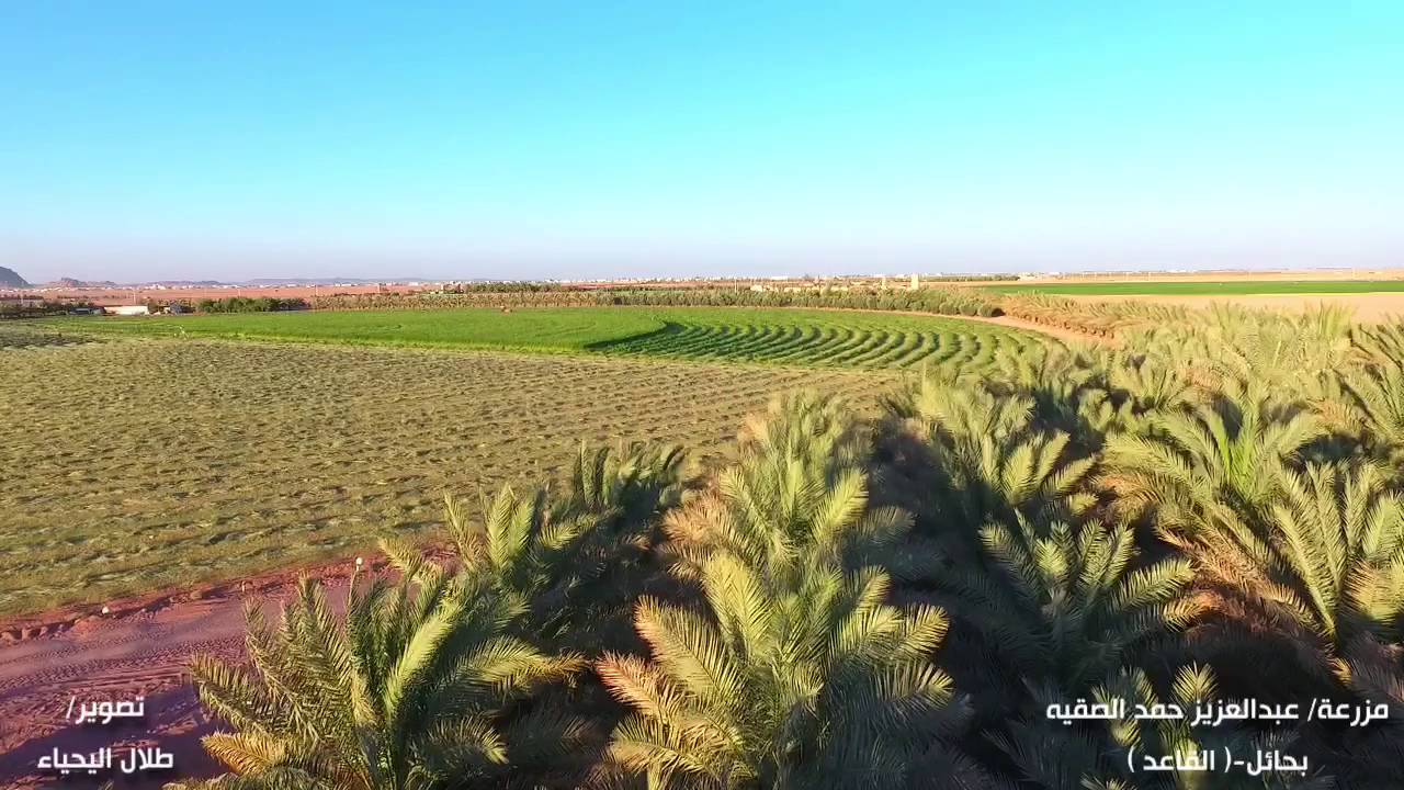 مزرعة عبدالعزيز حمد الصقيه بحائل ( القاعد )