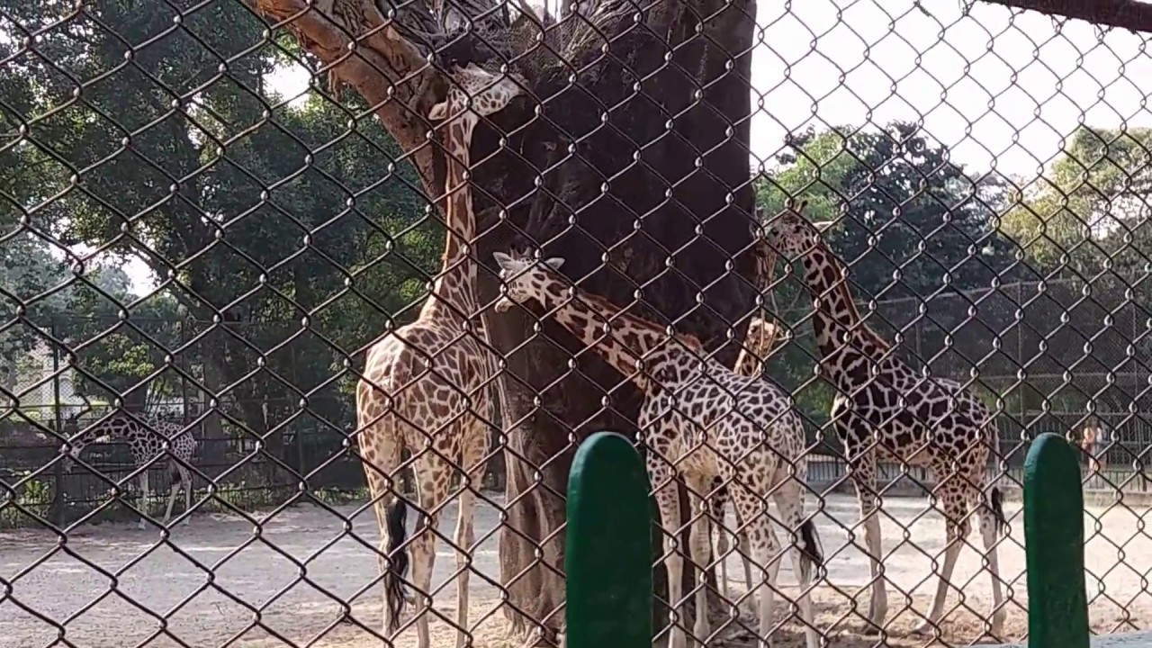 Kolkata Alipore Zoo || Awesome Experience 2020 || Must Watch || Part-1 -  YouTube