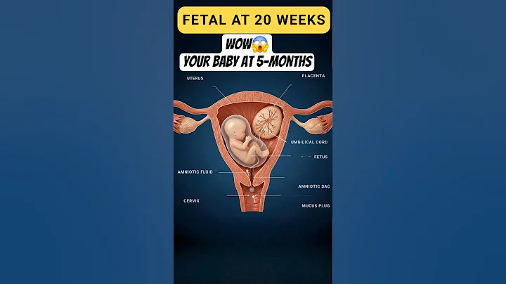 20 Weeks Fetus in the Womb 👶 | Baby Growth & Pregnancy Journey Explained