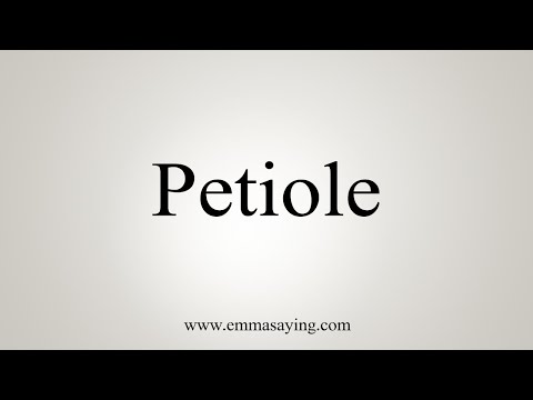 How To Say Petiole