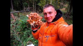 Дуже багато Опят (Опеньки,Підпиньки)с. Багна. нові місця ШОК 8.10.2017 Частина 1 Дуже багато Опят (Опеньки,Підпиньки)с. Багна. нові місця ШОК 8.10.2017 Частина 1