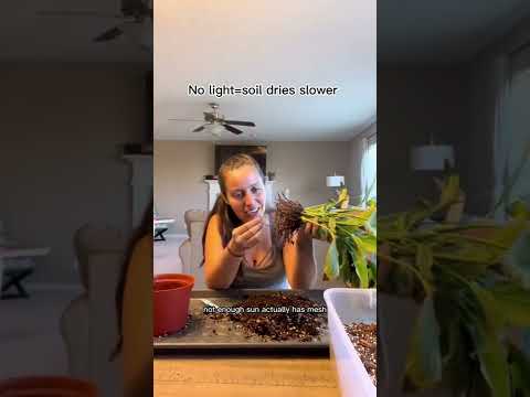 Video: Aardbeienzwarte wortelrotbehandeling - Een aardbeienplant repareren met zwarte wortelrot