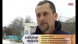 В сельской зоне Севастополя прошла вакцинация домашних животных В сельской зоне Севастополя прошла вакцинация домашних животных