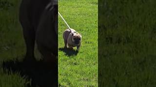 Zoe The Frenchie.  Comes For A Visit.   4/29/25