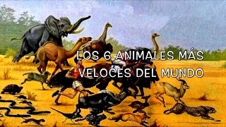 Los 6 Animales más Veloces del Mundo