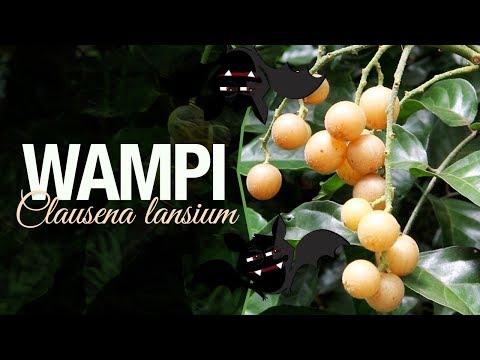 Vídeo: O que é uma planta Wampi: Aprenda algumas informações sobre a planta Wampi indiana e mais