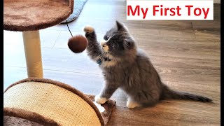Baby Cat Got His First Toy by Tiny Millionaire 45 views 2 years ago 14 seconds