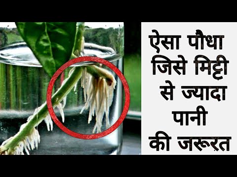 वीडियो: पपीरस के पौधे: पपीरस कैसे उगाएं