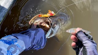 Shrimp Lures and Shiners for SPRING River Tarpon and Snook!!! by FishAholic Fishing 20,663 views 13 days ago 28 minutes