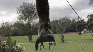 Seymour Enjoys Fresh Air While The Babies Try Fresh Greens
