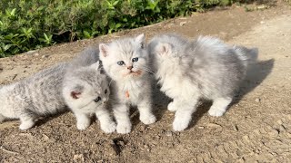 The morning sun was warm, and the four kittens ate cat strips with their mouths full