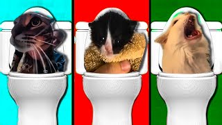 Skibidi Toilet but popular meme cats meow