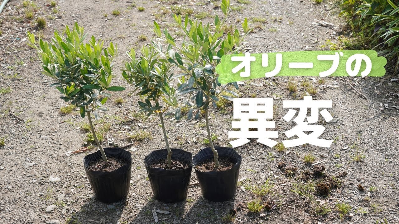 オリーブ苗の異変 - YouTube