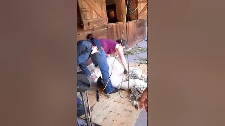 Sheep shearer, Geraldine Heffernan hard at work