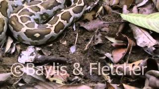 Asiatic Rock python, Sri Lanka. 20110208_153737.mp4