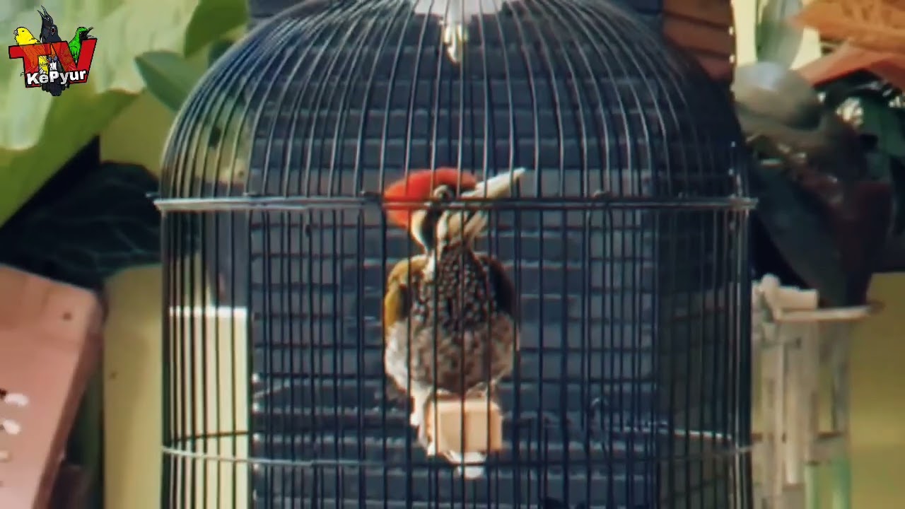 MASTERAN PELATUK BAWANG GACOR SUARA JERNIH