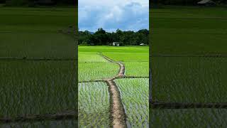 #beautiful #sky #nature #lovely #paddy #field #assamese #evergreen #music