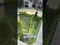 Satisfying Pool Cleaning #satisfying #cleaning