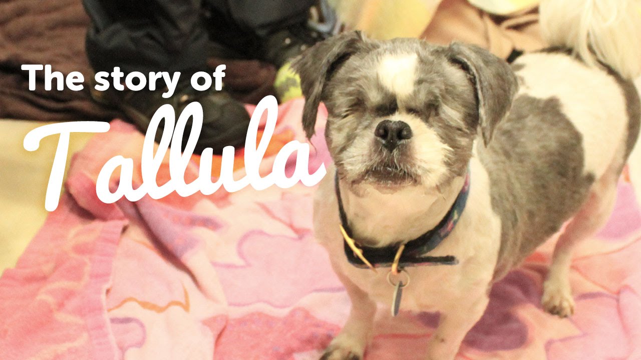 Brave Blind Dog Never Gives Up Hope | The Mayhew - YouTube