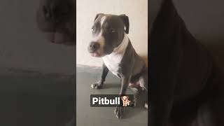 #pitbull #dog #shorts #youtube #doglover #pitbull #breeding #animals #punjab #show