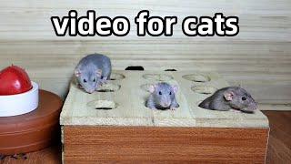 Cat TVMice in The Jerry Mouse Hole For Cats to Watch Mice for Cats to Catch