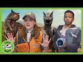 Babysitter Trouble | T-Rex Ranch Adventures | Kids Songs | Moonbug Kids