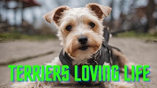 Scottish Terrier Skye & Shihtzu Border Terrier Mix Sandy Enjoy an Epic Adventure! | Thorpeman