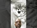 Aicha #music #love #recommended  #cat #funnycats #1million