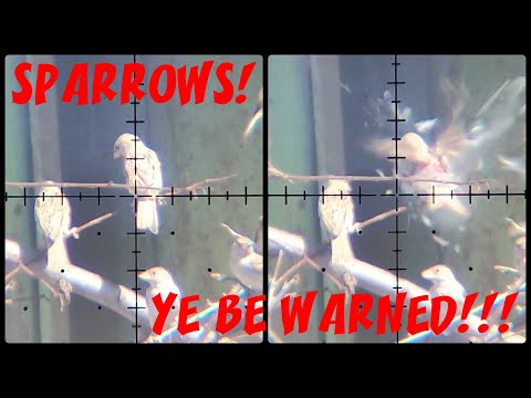 Video: Shooting Sparrow: Lub Ntsiab Lus Ntawm Chav Nyob Phraseological, Lub Ntsiab Lus, Txhais Ua Piv Txwv Ntawm Kev Siv