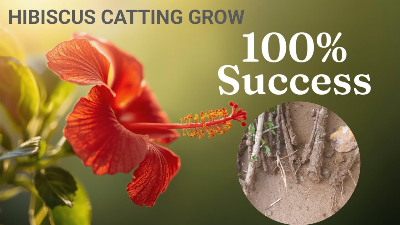 How to Grow Red Hibiscus from Cuttings with 100% Success!