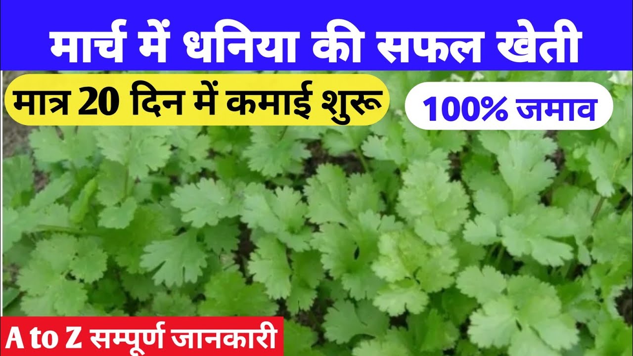 मार्च में धनिया की खेती कैसे करें coriander farming in Hindi