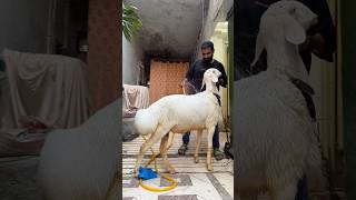 Sab ko nahla dia😂 #ytshorts #funny #youtubeshorts #india #viral #dumba #petlover #bakraeid #yt