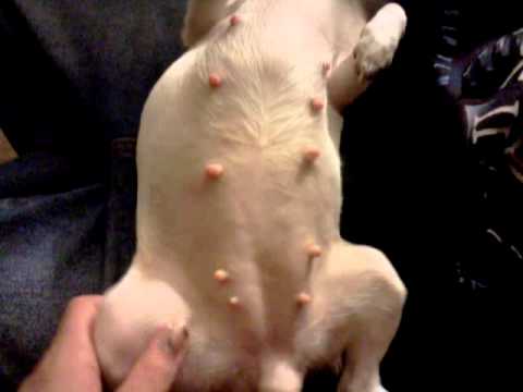 pregnant chihuahua youtube pregnant chihuahua youtube