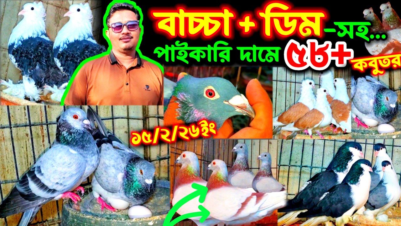 একদম পাইকারি দামে ৫২+ জোড়া কবুতর কিনুন খামার থেকে | জোড়ায় জোড়ায় বাচ্চা সহ রেসার গোল্লা ও লাহরী কবুতর