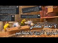لا تغلط غلطتي بتربية طيور الزينة تجارب متابعين القناة وية الطيور واخطائهم للفائدة جزيرة الطيور 