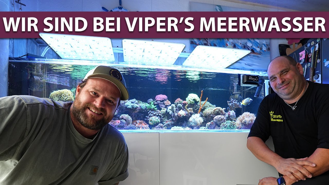Wir besuchen @VipersMeerwasser-Aquaristik - NEW WAVE CONCEPTS