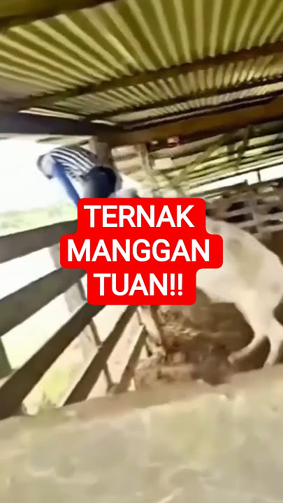 SAPI MENGILA MEMBUNUH TUANNYA!!#videoviral#