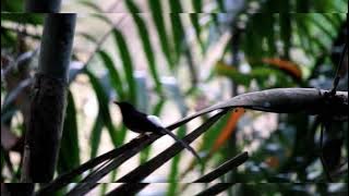 Intip kehidupan Murai batu di alam liar | habitat murai batu, murai batu gacor di hutan