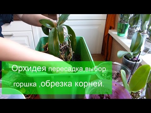 Вопрос: Как обрезать орхидею?