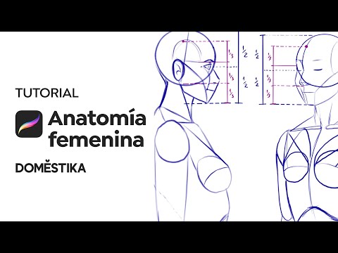 How To Draw Anime Anatomy Easy Tutorial 25 Steps  Toons Mag