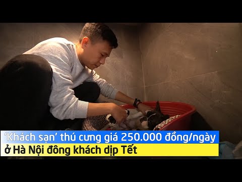 'Khách sạn' thú cưng giá 250.000 đồng/ngày ở Hà Nội đông khách dịp Tết