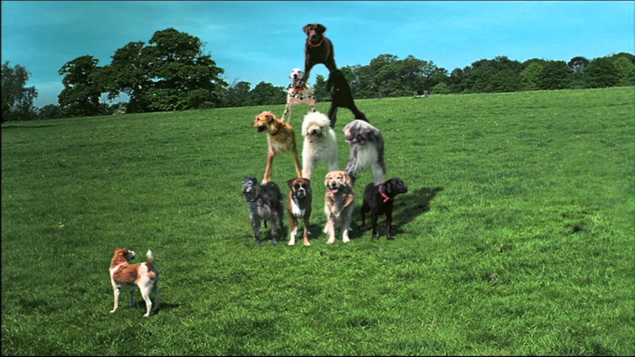 BBC One Dogs Ident YouTube