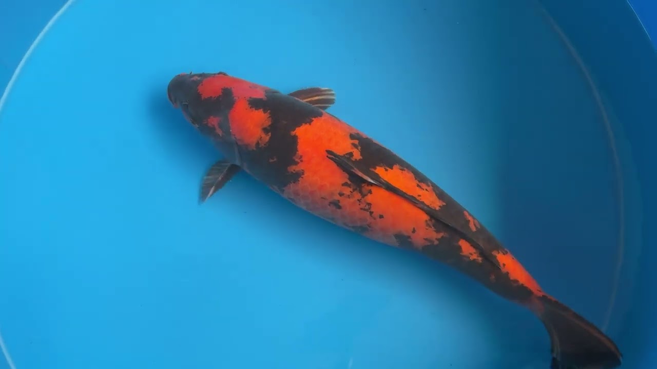 Marusei koi farm Bokoi 2025