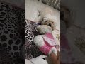 Cute poodle loves her favorite soft toy and wont allow anyone to take it away from her