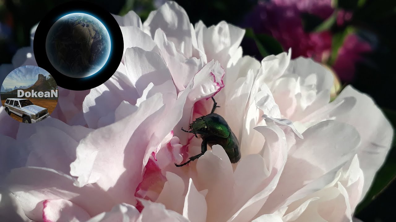 Big Green Beetle Who Likes the Peonies