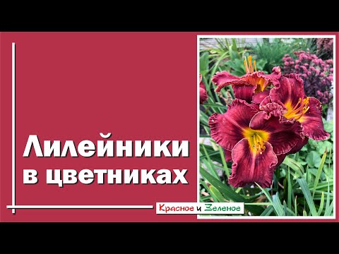 Лилейники. Как найти лучшее место в цветнике